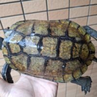 ニホンイシガメ（種子島産）WC 飼込み 甲長約19cm メス  多甲板