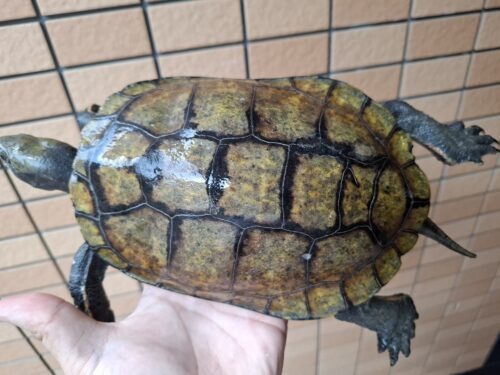 ニホンイシガメ（種子島産）WC 飼込み 甲長約19cm メス  多甲板