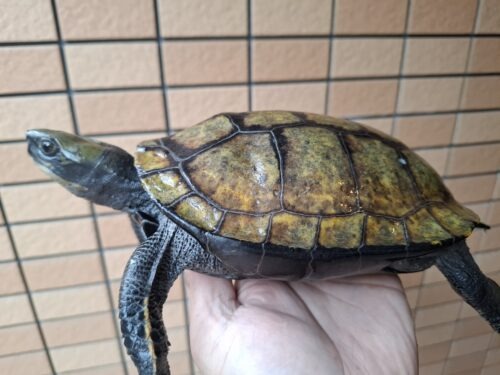 ニホンイシガメ（種子島産）WC 飼込み 甲長約19cm メス  多甲板 - 画像 (2)