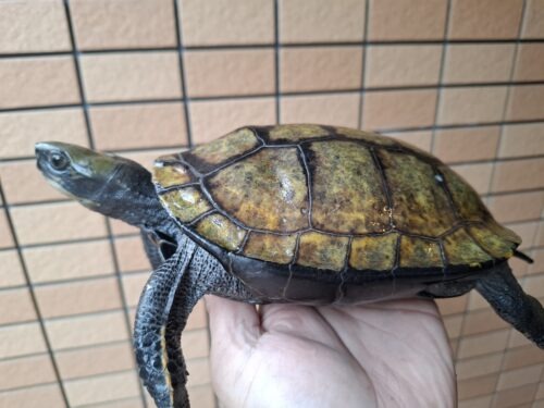 ニホンイシガメ（種子島産）WC 飼込み 甲長約19cm メス  多甲板 - 画像 (3)
