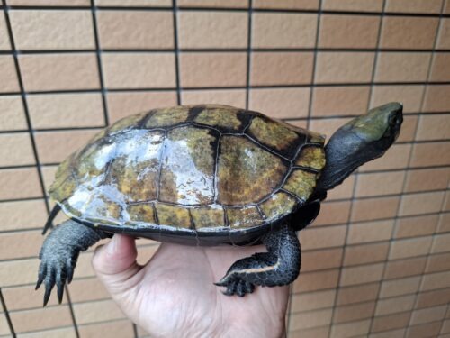 ニホンイシガメ（種子島産）WC 飼込み 甲長約19cm メス  多甲板 - 画像 (5)