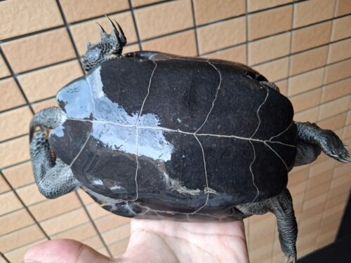 ニホンイシガメ（種子島産）WC 飼込み 甲長約19cm メス  多甲板 - 画像 (7)
