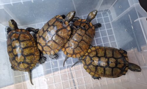 ニホンイシガメ（種子島産）WC 飼込み 甲長約16,5～18cm メス - 画像 (13)