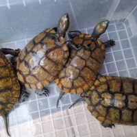 ニホンイシガメ（種子島産）WC 飼込み 甲長約16,5～18cm メス