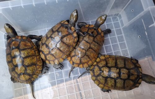 ニホンイシガメ（種子島産）WC 飼込み 甲長約16,5～18cm メス
