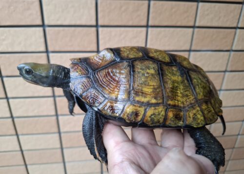 ニホンイシガメ（種子島産）WC 飼込み 甲長約16,5～18cm メス - 画像 (11)