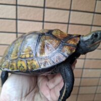 ニホンイシガメ（種子島産）WC 飼込み 甲長約16,5～18cm メス
