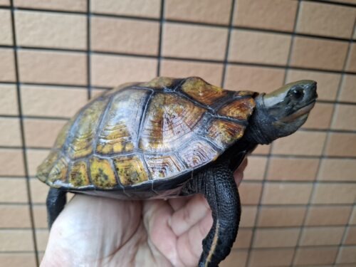 ニホンイシガメ（種子島産）WC 飼込み 甲長約16,5～18cm メス - 画像 (2)
