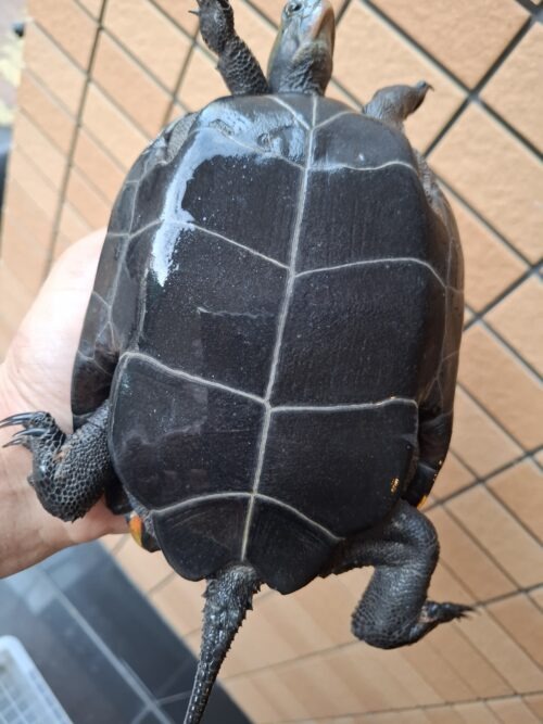 ニホンイシガメ（種子島産）WC 飼込み 甲長約16,5～18cm メス - 画像 (4)