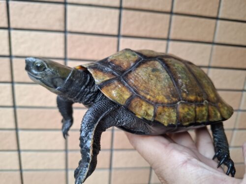 ニホンイシガメ（種子島産）WC 飼込み 甲長約16,5～18cm メス - 画像 (3)