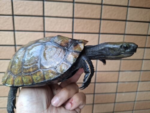ニホンイシガメ（種子島産）WC 飼込み 甲長約16,5～18cm メス - 画像 (5)