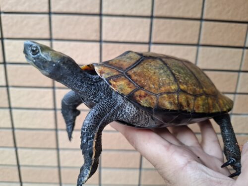 ニホンイシガメ（種子島産）WC 飼込み 甲長約16,5～18cm メス - 画像 (8)