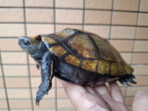 ニホンイシガメ（種子島産）WC 飼込み 甲長約16,5～18cm メス - 画像 (6)