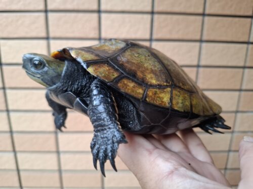 ニホンイシガメ（種子島産）WC 飼込み 甲長約16,5～18cm メス - 画像 (9)