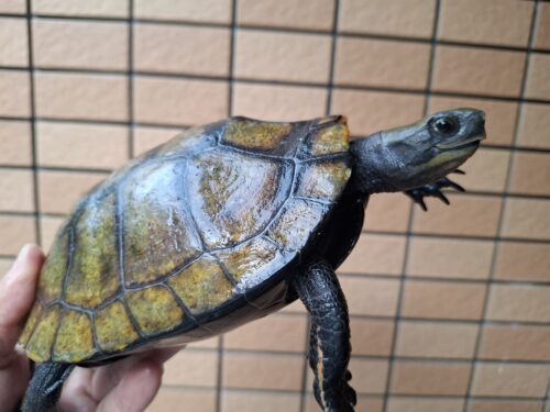 ニホンイシガメ（種子島産）WC 飼込み 甲長約16,5～18cm メス - 画像 (10)
