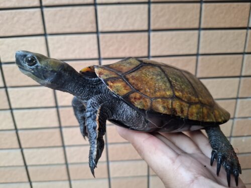 ニホンイシガメ（種子島産）WC 飼込み 甲長約16,5～18cm メス - 画像 (7)