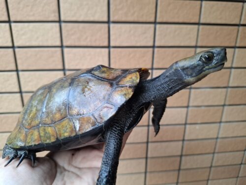ニホンイシガメ（種子島産）WC 飼込み 甲長約16,5～18cm メス - 画像 (12)