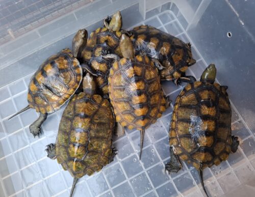 ニホンイシガメ（種子島産）WC 飼込み 甲長約11,5～13cm メス