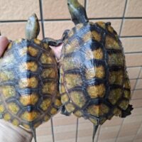 ニホンイシガメ（種子島産）WC 飼込み 甲長約11,5～13cm メス