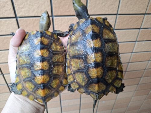 ニホンイシガメ（種子島産）WC 飼込み 甲長約11,5～13cm メス - 画像 (2)