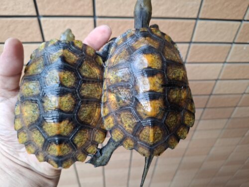 ニホンイシガメ（種子島産）WC 飼込み 甲長約11,5～13cm メス - 画像 (3)