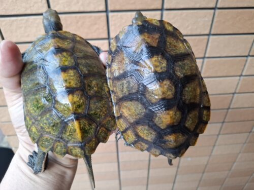 ニホンイシガメ（種子島産）WC 飼込み 甲長約11,5～13cm メス - 画像 (4)
