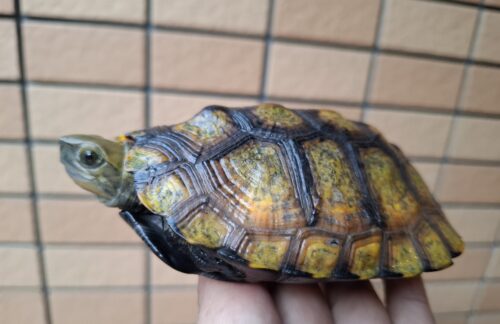 ニホンイシガメ（種子島産）WC 飼込み 甲長約11,5～13cm メス - 画像 (10)