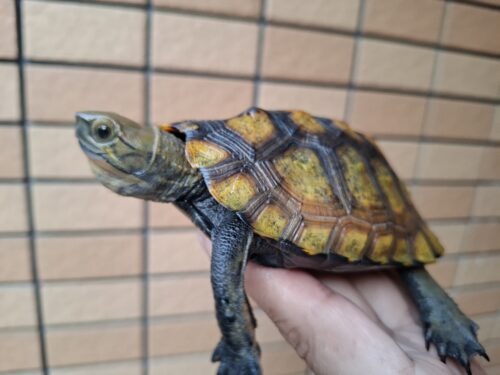 ニホンイシガメ（種子島産）WC 飼込み 甲長約11,5～13cm メス - 画像 (7)