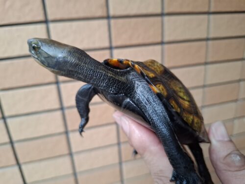 ニホンイシガメ（種子島産）WC 飼込み 甲長約11,5～13cm メス - 画像 (8)