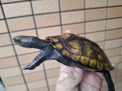 ニホンイシガメ（種子島産）WC 飼込み 甲長約11,5～13cm メス - 画像 (9)