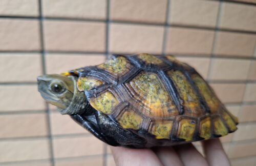 ニホンイシガメ（種子島産）WC 飼込み 甲長約11,5～13cm メス - 画像 (6)