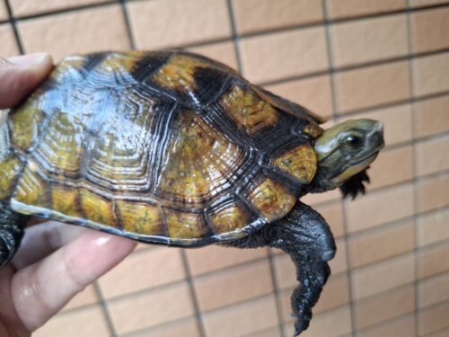 ニホンイシガメ（種子島産）WC 飼込み 甲長約11,5～13cm メス - 画像 (11)