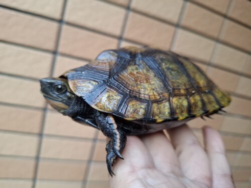 ニホンイシガメ（種子島産）WC 飼込み 甲長約11,5～13cm メス - 画像 (12)