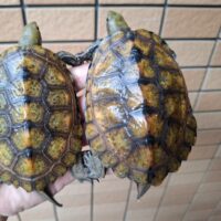 ニホンイシガメ（種子島産）WC　飼込み（ハイカラー）　甲長約11cm オス