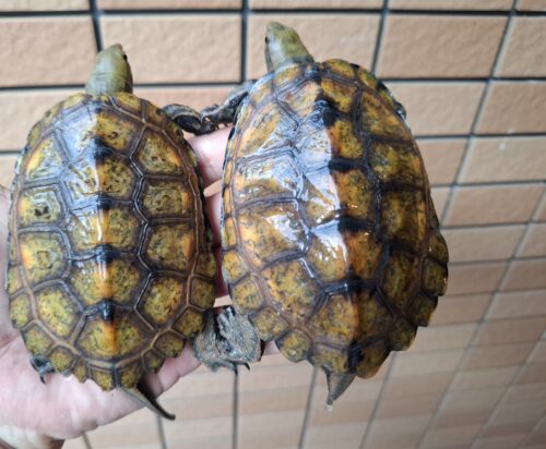 ニホンイシガメ（種子島産）WC　飼込み（ハイカラー）　甲長約11cm オス