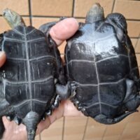 ニホンイシガメ（種子島産）WC　飼込み（ハイカラー）　甲長約11cm オス