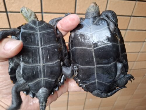ニホンイシガメ（種子島産）WC　飼込み（ハイカラー）　甲長約11cm オス - 画像 (2)
