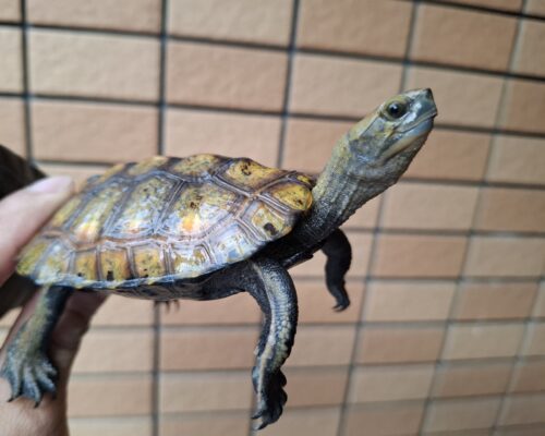 ニホンイシガメ（種子島産）WC　飼込み（ハイカラー）　甲長約11cm オス - 画像 (3)