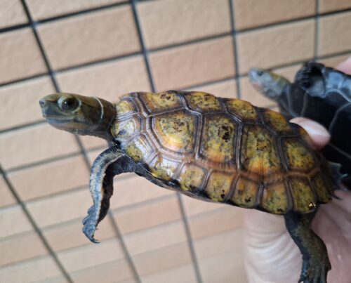 ニホンイシガメ（種子島産）WC　飼込み（ハイカラー）　甲長約11cm オス - 画像 (4)