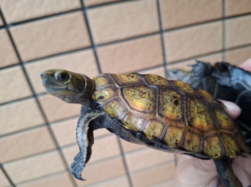 ニホンイシガメ（種子島産）WC　飼込み（ハイカラー）　甲長約11cm オス - 画像 (5)