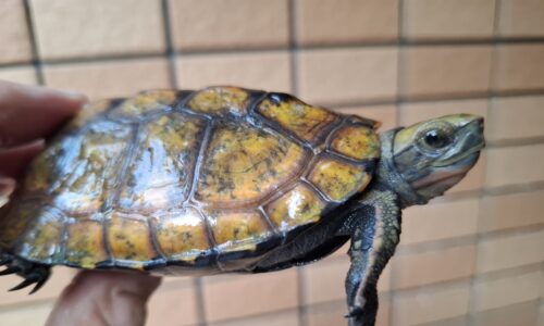 ニホンイシガメ（種子島産）WC　飼込み（ハイカラー）　甲長約11cm オス - 画像 (7)