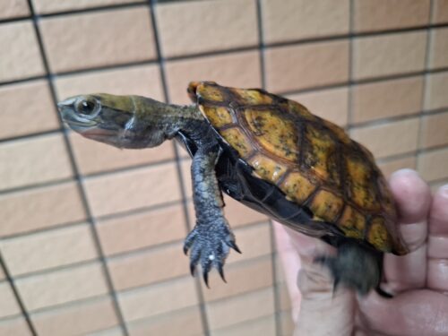 ニホンイシガメ（種子島産）WC　飼込み（ハイカラー）　甲長約11cm オス - 画像 (9)