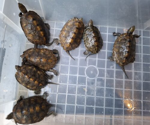 ニホンイシガメ（種子島産）WC 飼込み 甲長約8,5～10,5cm オス - 画像 (14)
