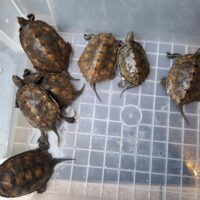 ニホンイシガメ（種子島産）WC 飼込み 甲長約8,5～10,5cm オス