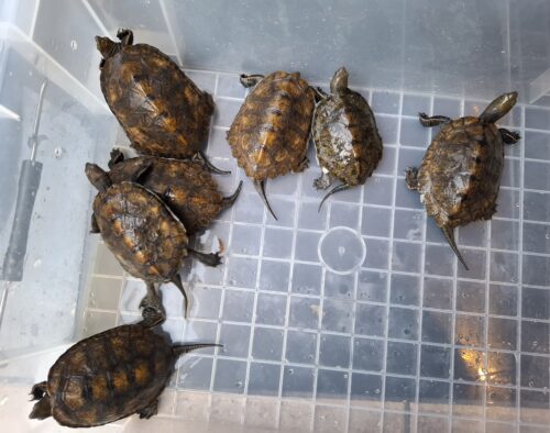 ニホンイシガメ（種子島産）WC 飼込み 甲長約8,5～10,5cm オス