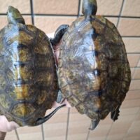 ニホンイシガメ（種子島産）WC 飼込み 甲長約8,5～10,5cm オス