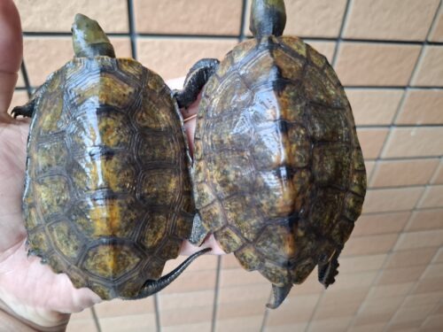 ニホンイシガメ（種子島産）WC 飼込み 甲長約8,5～10,5cm オス - 画像 (2)