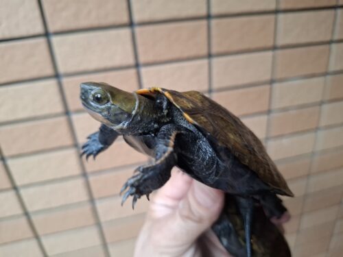 ニホンイシガメ（種子島産）WC 飼込み 甲長約8,5～10,5cm オス - 画像 (5)