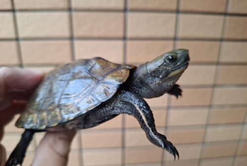 ニホンイシガメ（種子島産）WC 飼込み 甲長約8,5～10,5cm オス - 画像 (6)