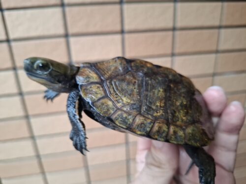 ニホンイシガメ（種子島産）WC 飼込み 甲長約8,5～10,5cm オス - 画像 (7)